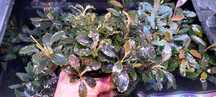 Bucephalandra Brownie Pixie