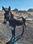 Burro/Asno para quinta