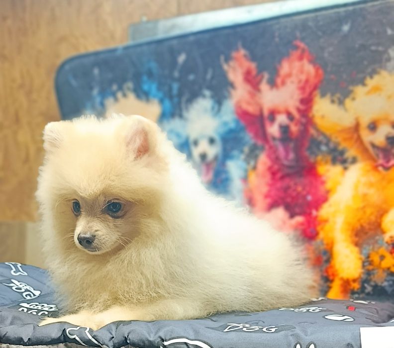 Померанський шпіц хлопчик крем