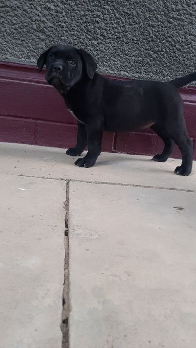 Щинки кане корсо