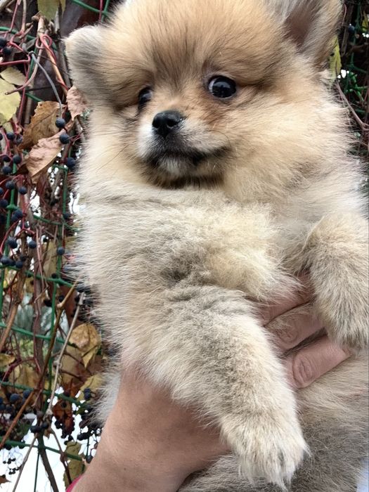 Дівчинка в типі мішка