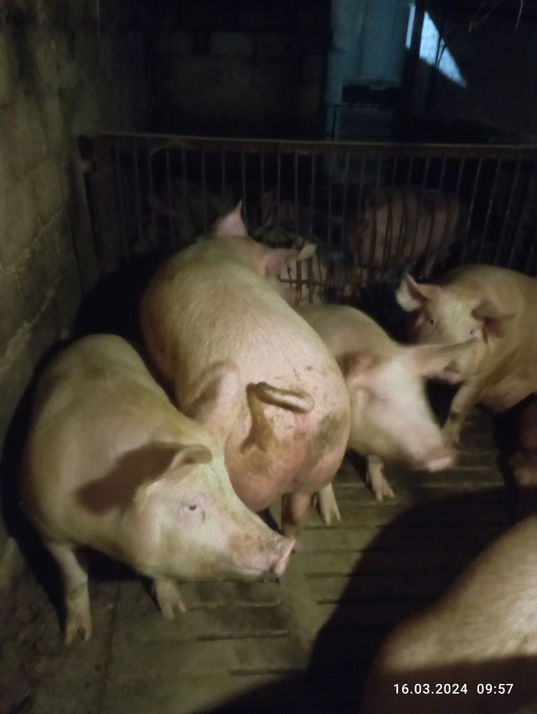 Продам великі свині вага 180-220 кг