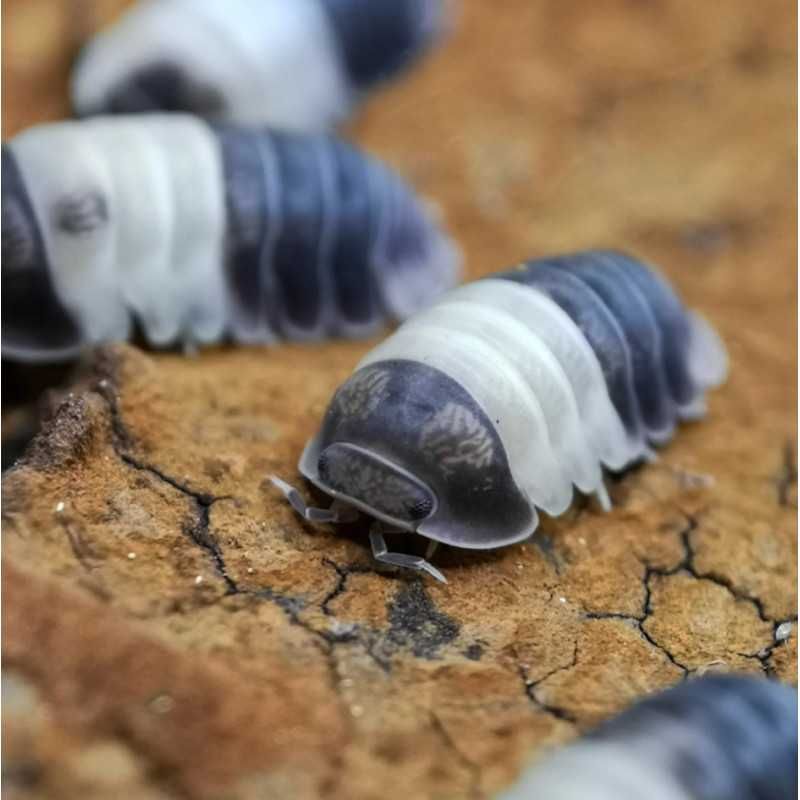 Isopods variados Trichorhina Porcellio Cubaris Terrário Paludário