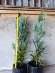 Cyprysik Lawsona 'Alumii' 60 cm