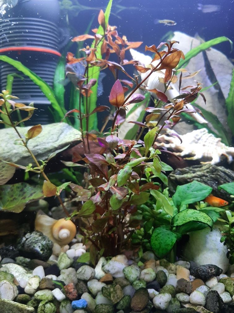 Ludwigia, Limnophila, Kryptokoryna,