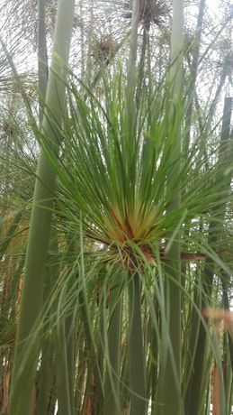 PAPIRO - Planta de papiro de boa qualidade "vassourinhas" jardim lagos