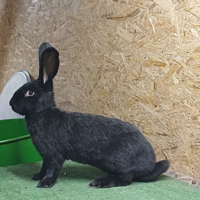 Sprzedam samca Olbrzym Sokacz Czarny z rodowodem .