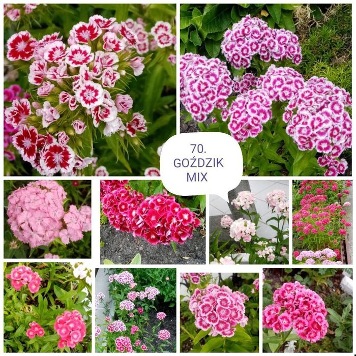 Sadzonki kwiatów wieloletnich i zimujacych