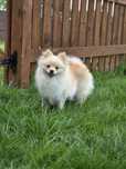 Pomeranian suczka