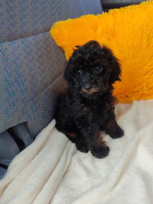 Мальтипу ф2 мальчик фантом