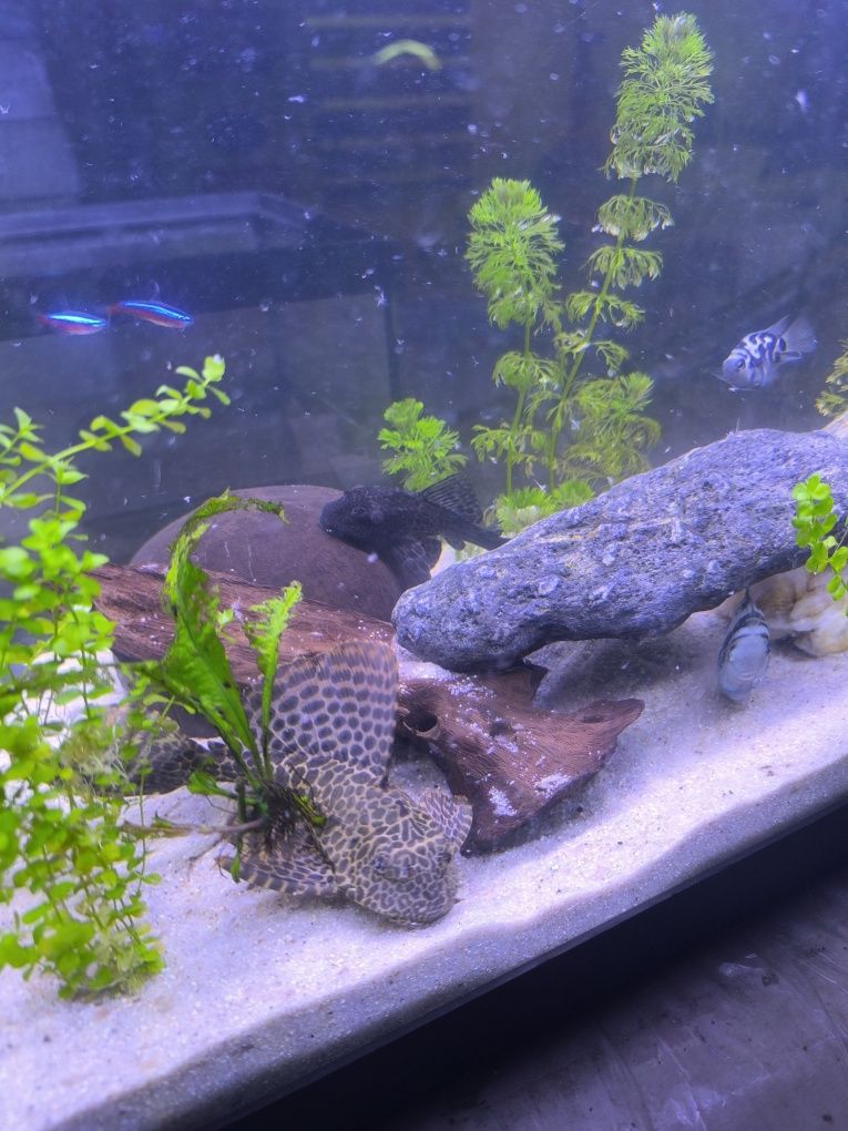 2Plecos 1 peixe gato rafael Ponte de Lima
