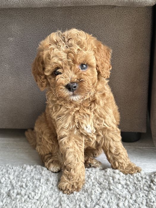 Мальтипу мини девочка ф2