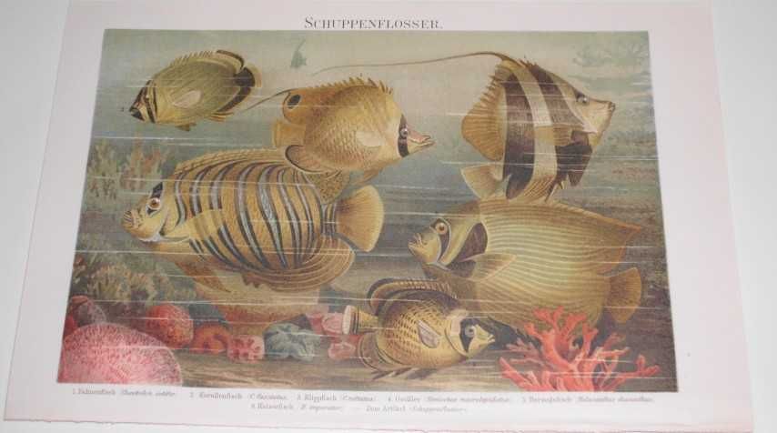 Życie morskie - Zwierzęta  oryginalne XIX w. grafiki - wysyłka olx