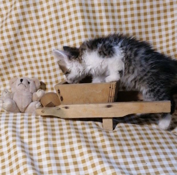 Кошенята в добрі руки