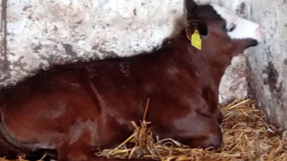 Jałówki byczki mięsne charolaise angus hereford byczki cielęta