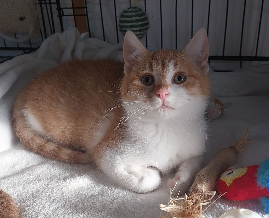 Cudowny Rio szuka domu