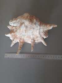 Ракушка океаническая, Лямбис, 21 см