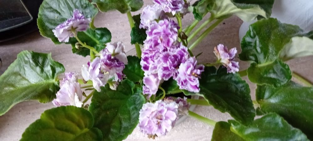 Listki fiołka afrykanskiego