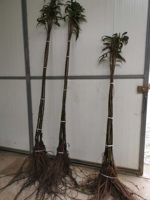 Castanheiros Bravos e Enxertados