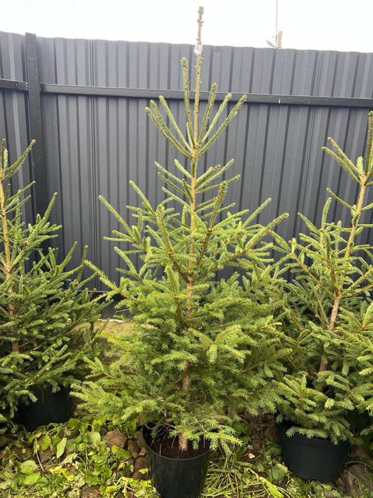 Ялинка в горщику