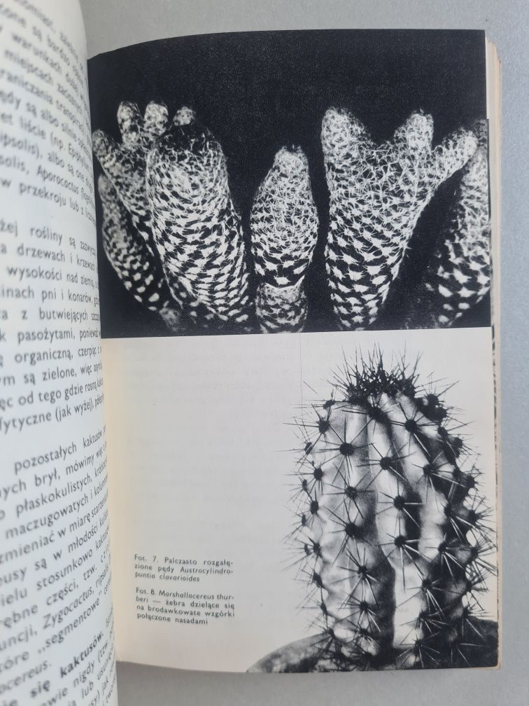 Kaktusy - Włodzimierz Seneta