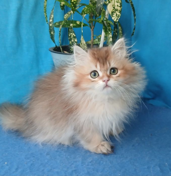 Золотая шиншилла мальчик длинношерстный британский