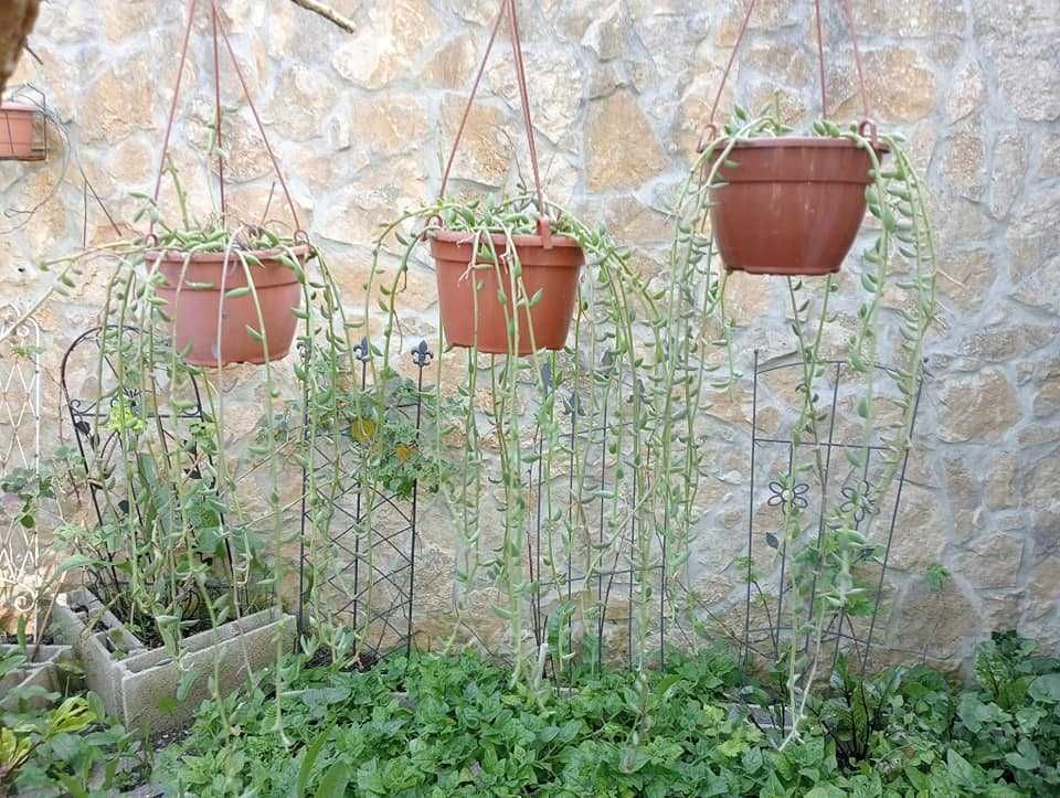 Planta natural, colar-de-pérolas, cordão-de-ervilhas e rosário