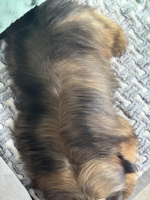 Piesek Loris 5 m-cy shih tzu Zkwp FCI szuka domku