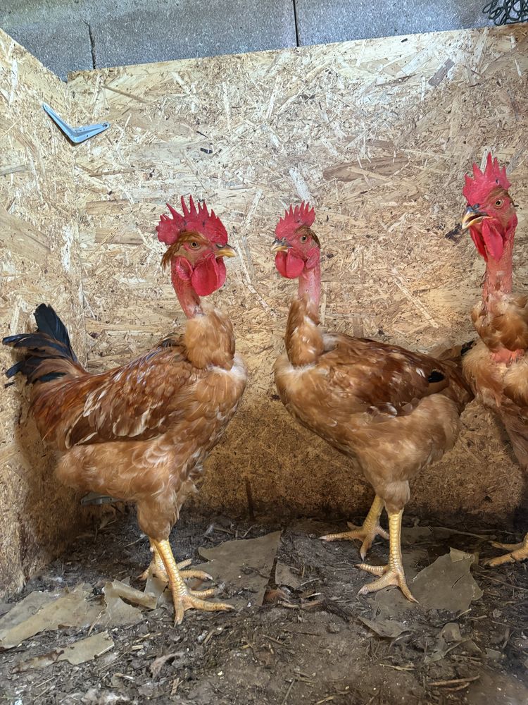 Ovos caseiros e galos
