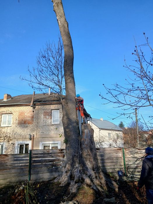 Зрізання дерев  у важкодоступних місцях способом альпенізму