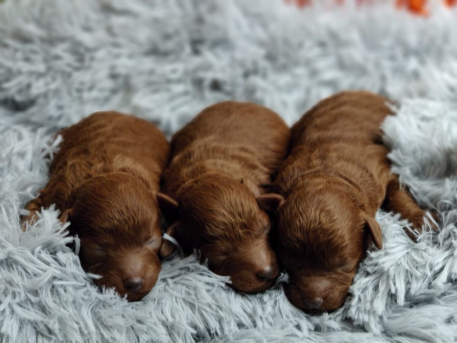 Pudel Toy red brown . Badania genetyczne.