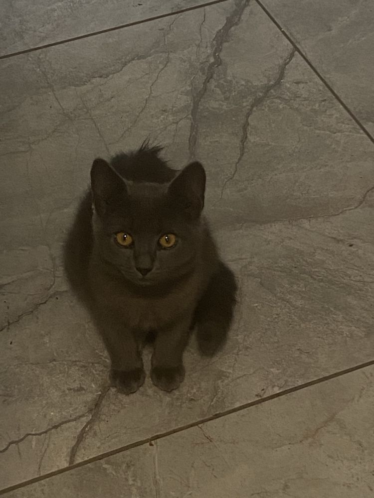 Котики віддам в хороші руки