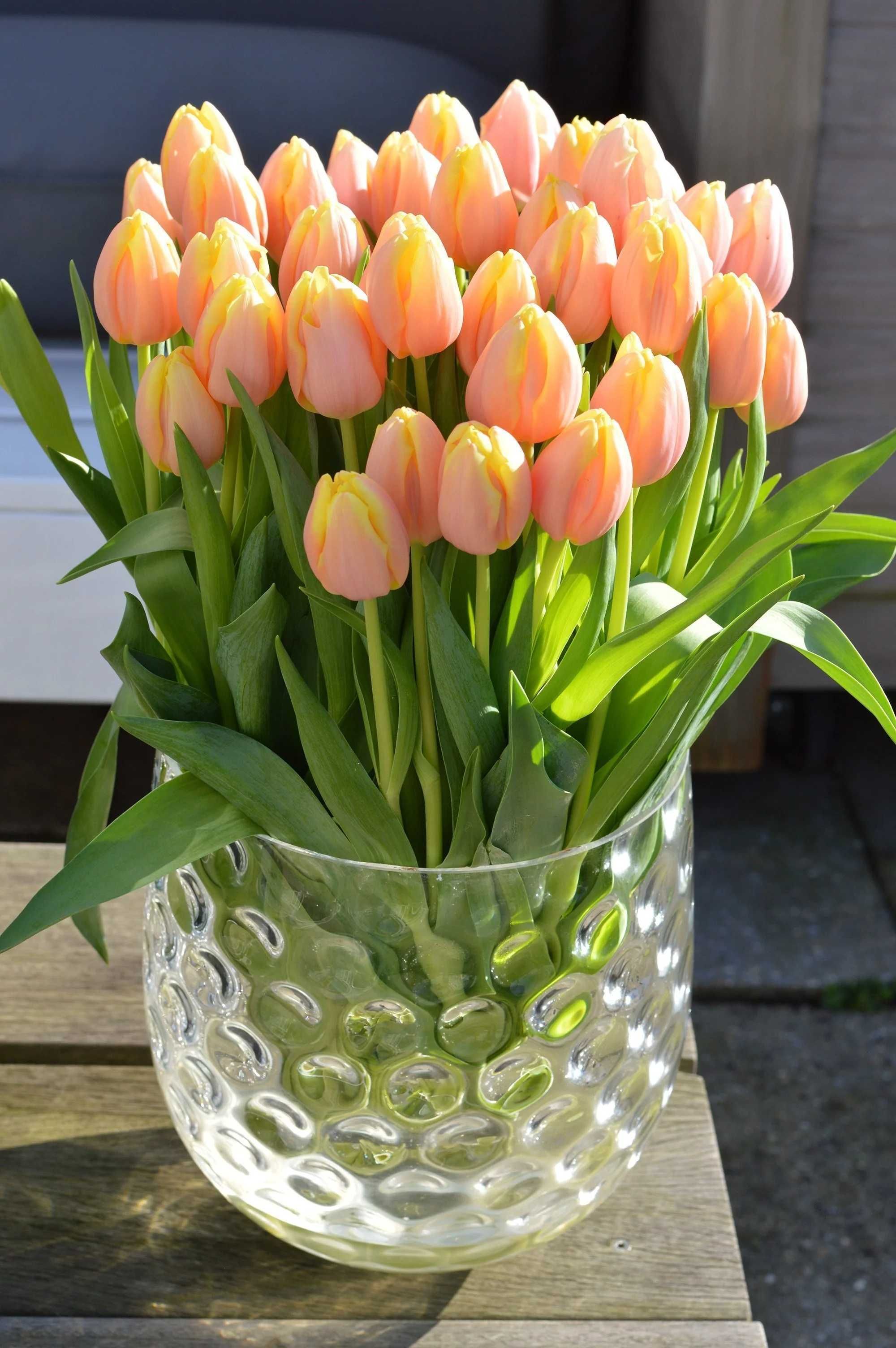 TULIPANY Cebulki  50 szt. cebule TULIPANA Mix Kolorów TULIPANÓW