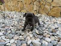 Lindo Bulldog Francês