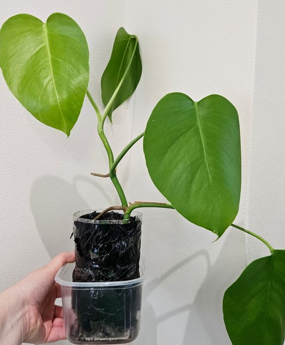 Монстера делікатесна