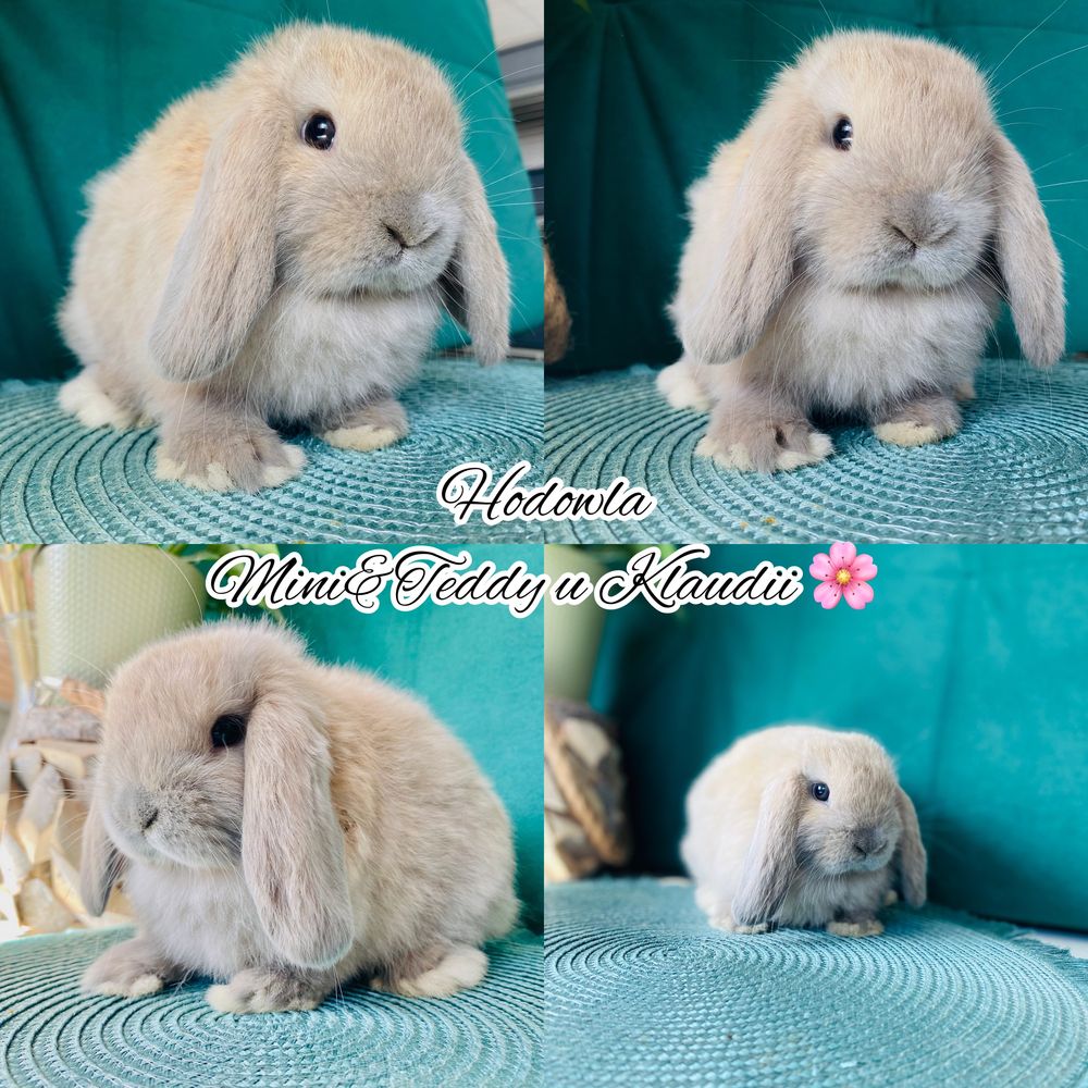 MINI LOP 100% króliki rasowe, HODOWLA - króliczek miniaturka, królik