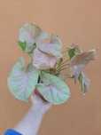 Syngonium neon robusta