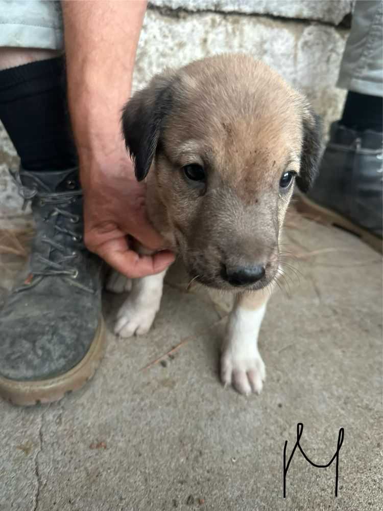 Cães rafeiros alentejanos para dar