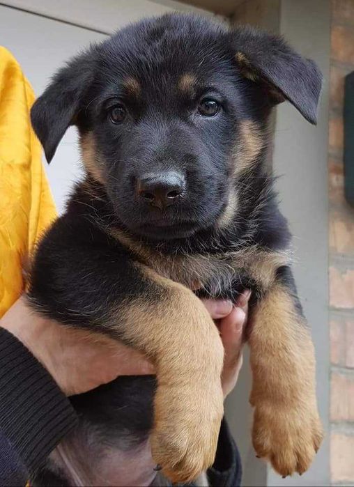 Немецкая овчарка кобель на вязку