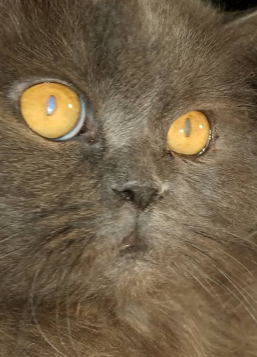 Треба допомога взяти котика