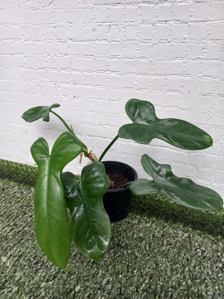 Філодендрон гітароподібний, гітаровидний (Philodendron bippenifolium)