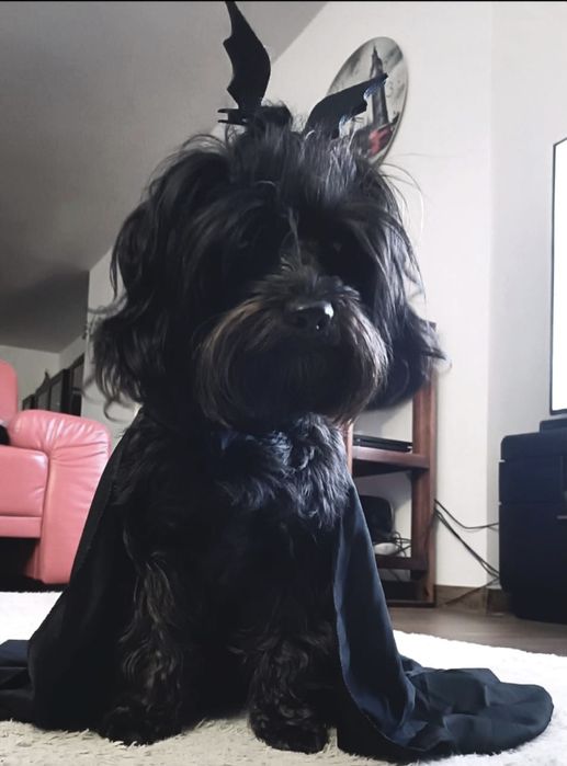 Rosyjska bolonka kolorowa ; piesek