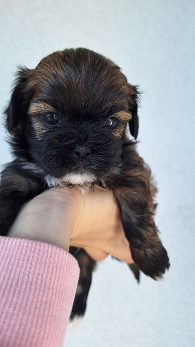 Shihtzu tricolor
