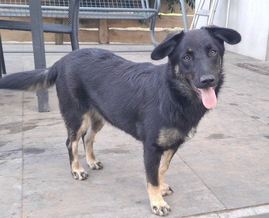 Łagodna Milusia  SZCZENIAK szuka kochającego domu!