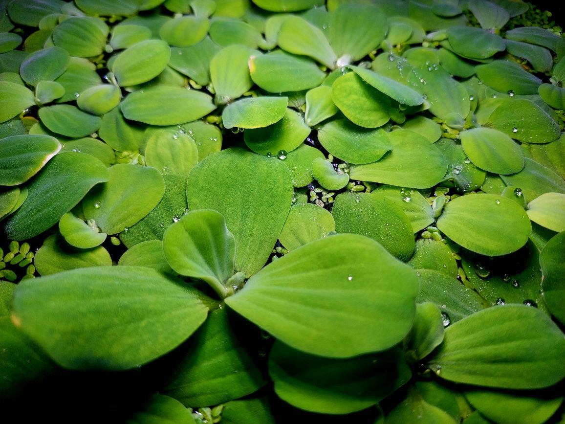 Pistia rozetkowa