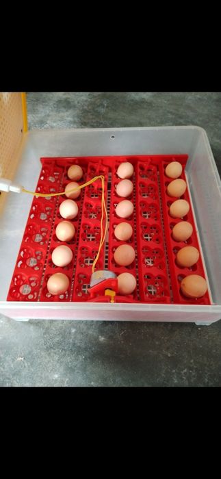 Chocadeira Viragem Automática