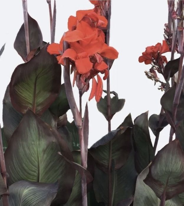 Канни квіти пальмолисті (клубні)