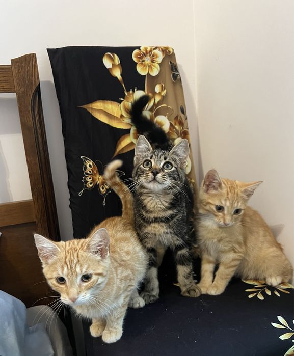 Małe kotki do adopcji