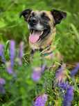 Malina – sunia o sercu ze złota i uśmiechu jak lato! Adopcja