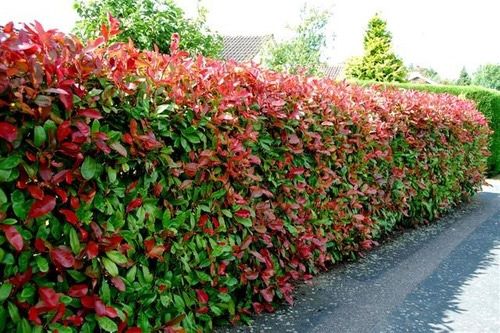 Photinias Red Robin